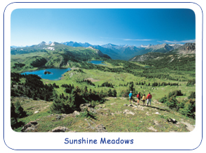 Sunshine Meadows